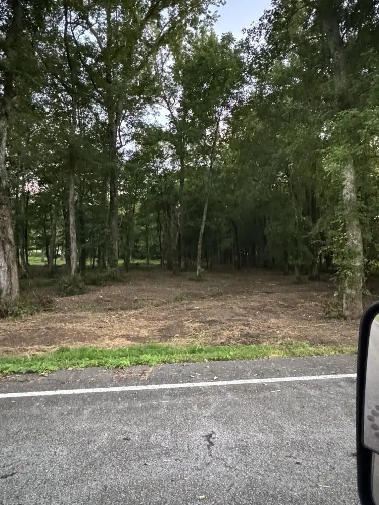 Cleared ground under a stand of preserved shade trees