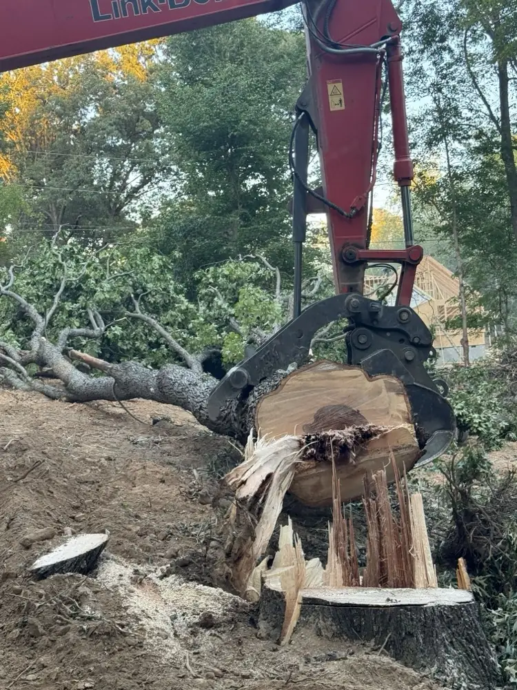 Excavator thumb gripping a stump and root ball pulled from the ground