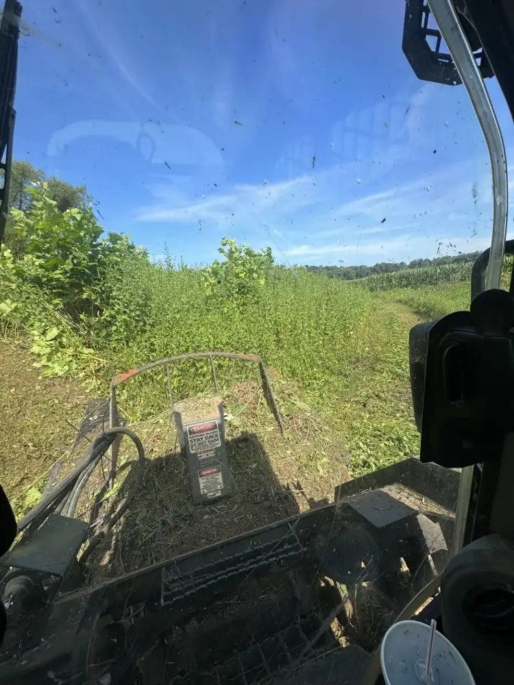 Forestry mulcher head on a skid steer cutting through brush, seen from the cab