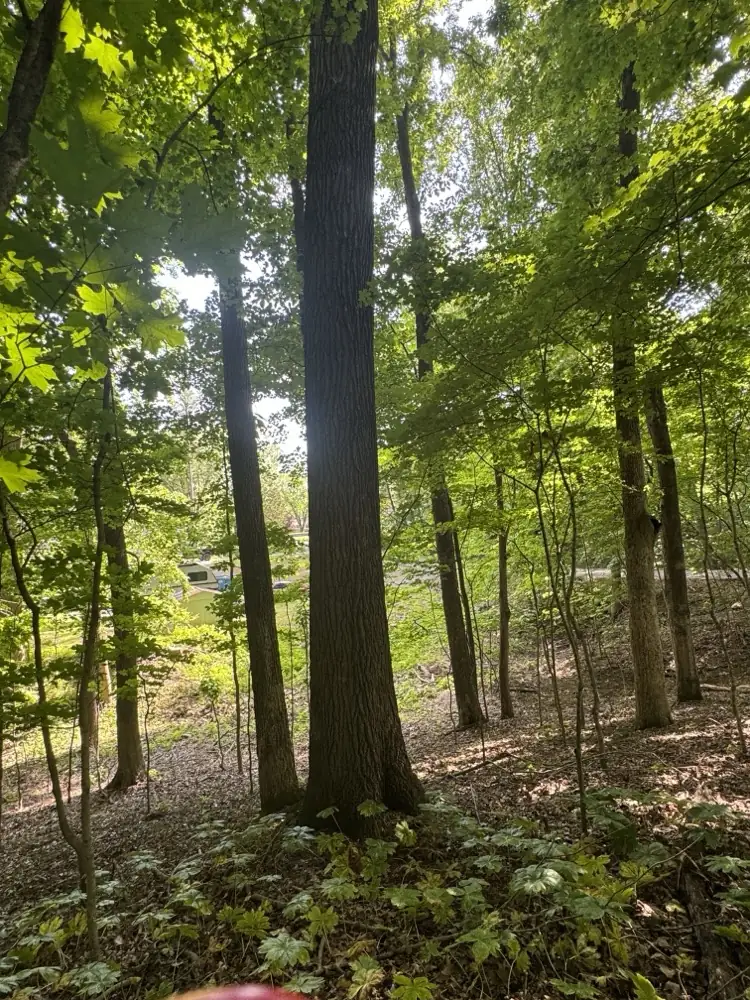Hardwood woods with dense understory before forestry mulching