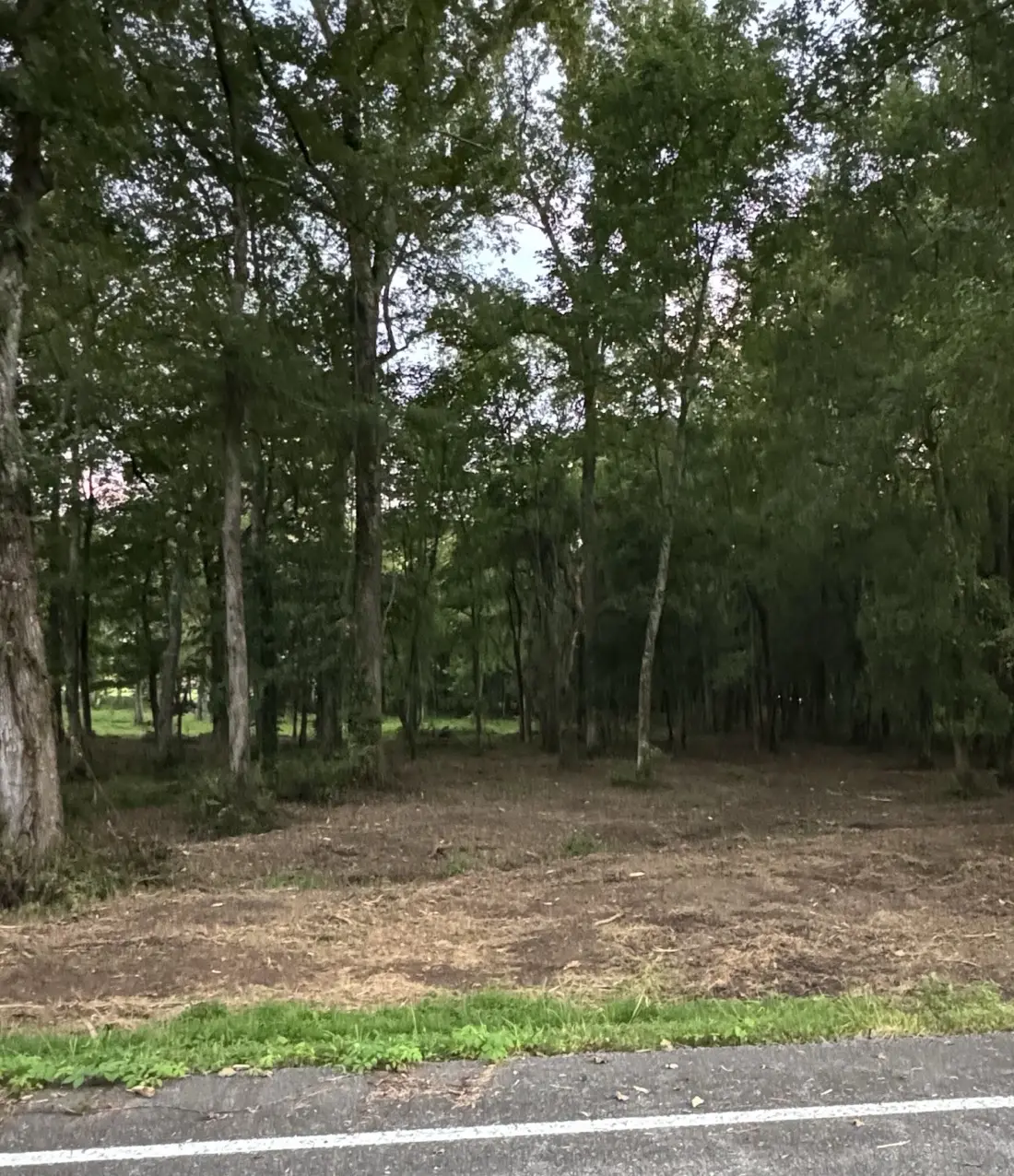 Understory mulched clean through a stand of hardwoods along a county road
