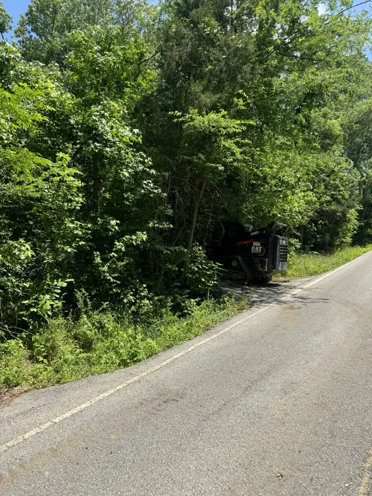 Thick brush and saplings grown in under trees along a road