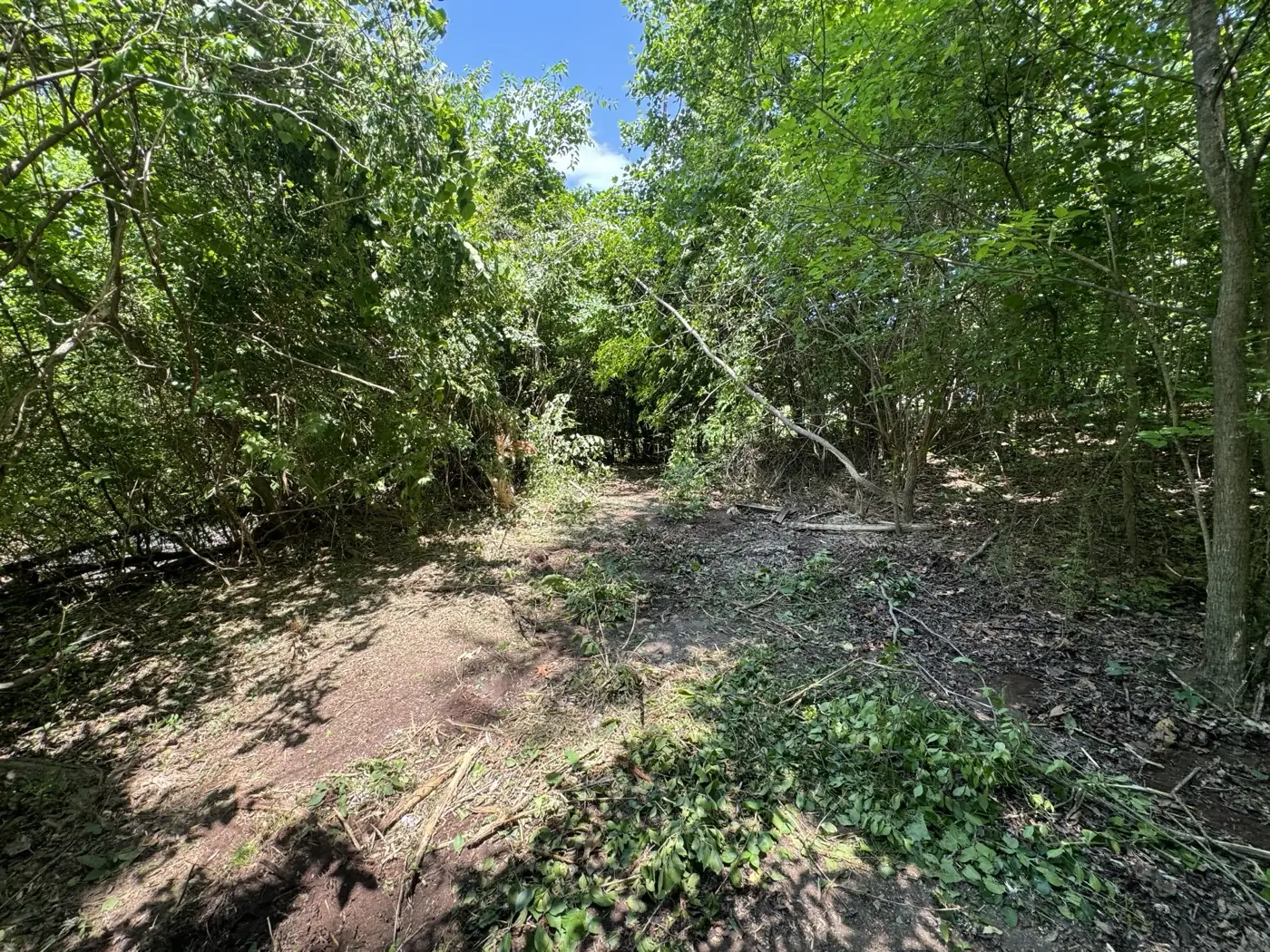 Overgrown lot edge thick with brush and saplings before clearing