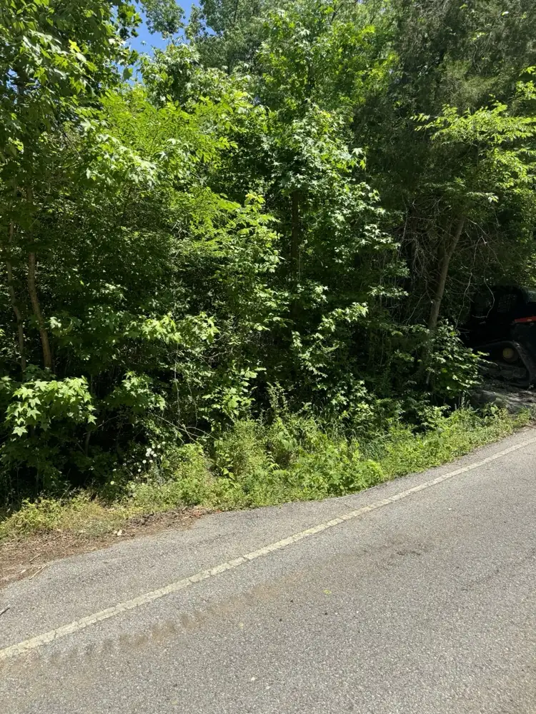 Thick roadside brush along a county road before land clearing