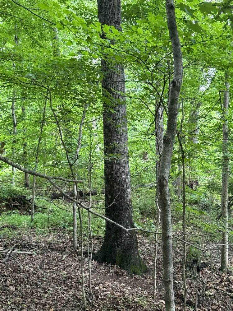 Wooded lot with a heavy understory before land clearing